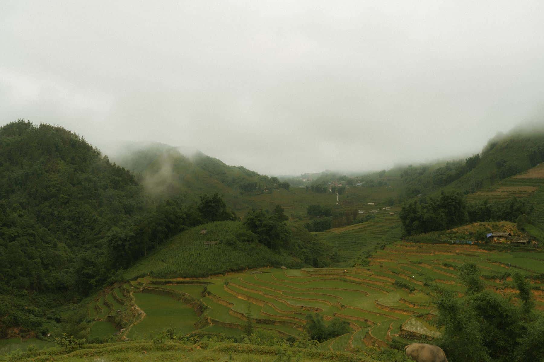 Green rice terraces and a winding path beneath misty mountains in Sapa