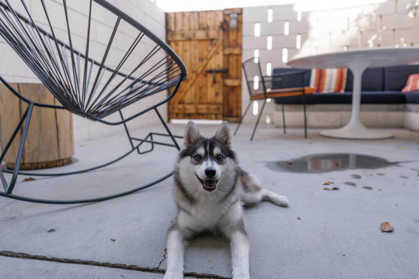 Ace Hotel Palm Springs Review: Staying With Our Dog, Rocket