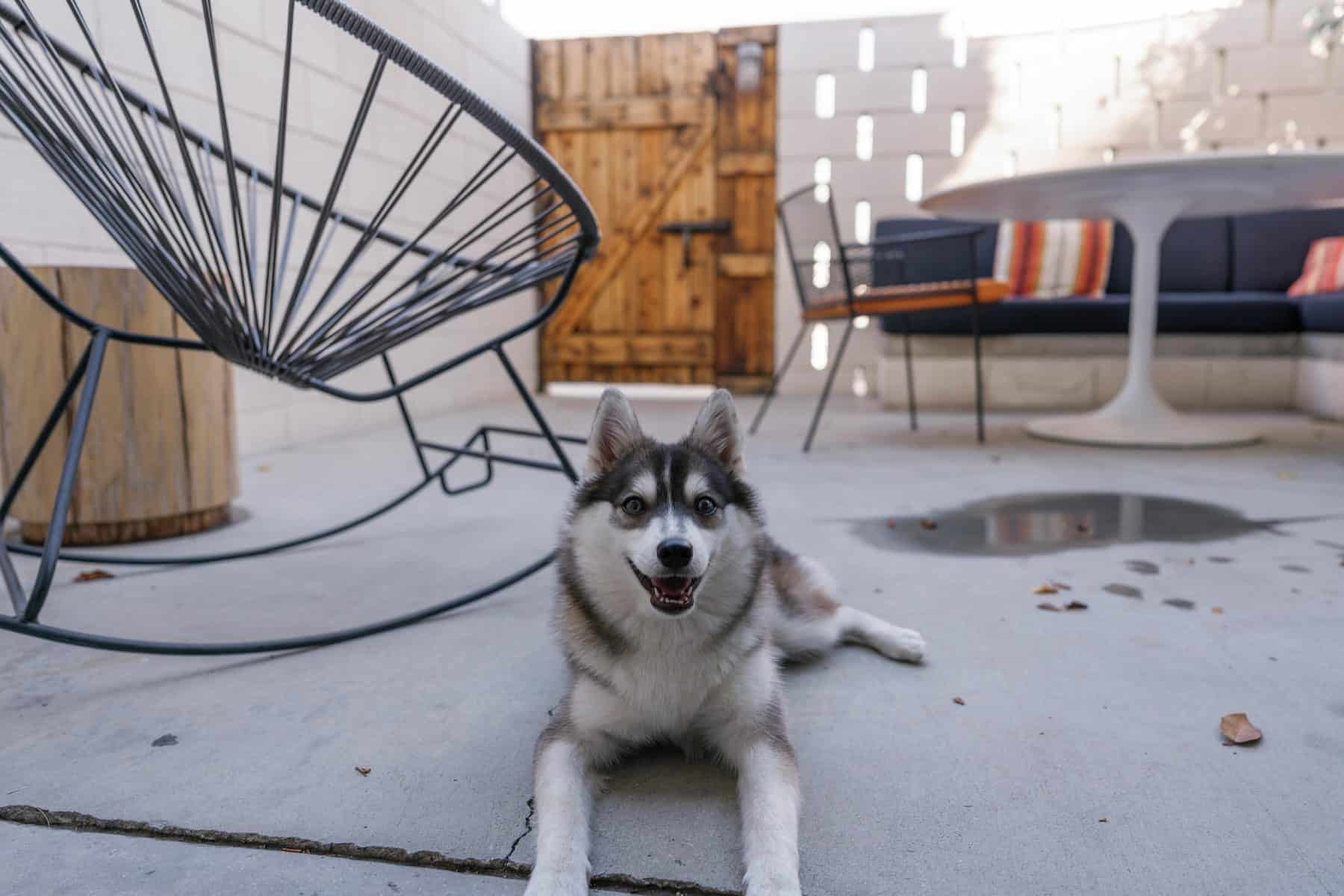 Rocket, our Pomsky puppy, lying on our patio at Ace Hotel Palm Springs, with a rocking chair, cushioned bench and table behind him